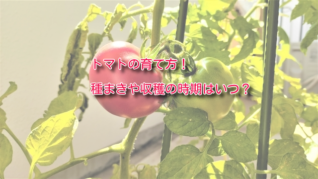 トマトの育て方 種まきや収穫の時期はいつ ご紹介します 菜園日和