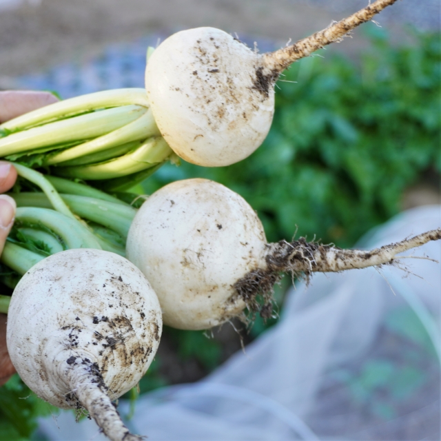 カブの育て方 種まきの植え時や収穫時期についてご紹介します 菜園日和