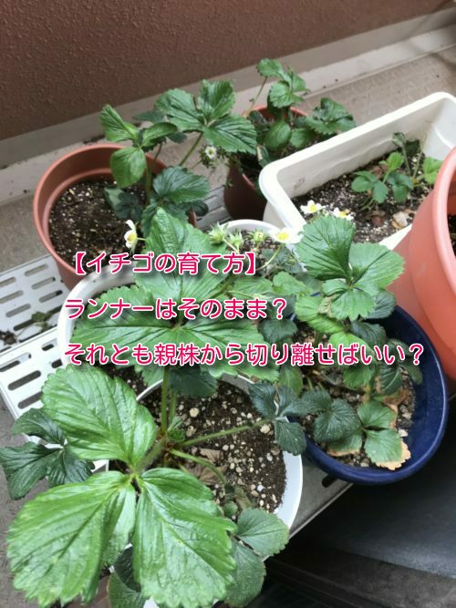 イチゴの育て方 ランナーはそのまま それとも親株から切り離せばいい 菜園日和